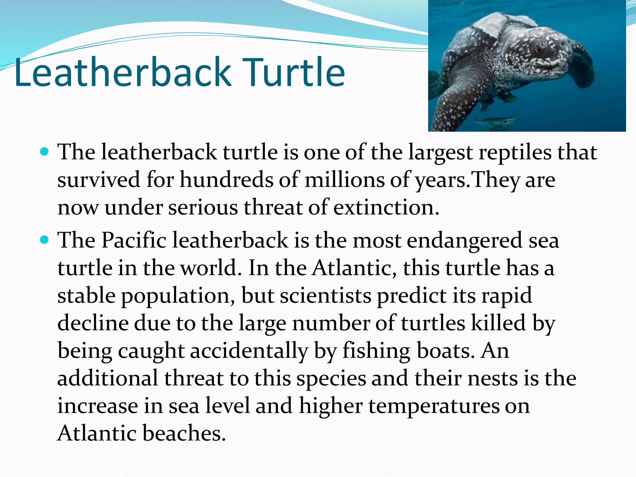 Unmasking The Truth: Penguin & Leatherback Turtle Mouths Compared - 4140zbw