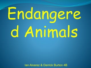 Endangere
d Animals
Ian Alvarez & Derrick Burton 4B
 