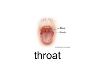 throat

 