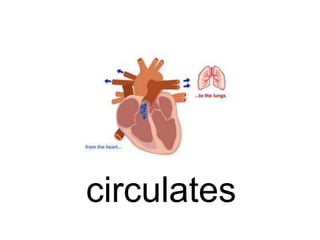 circulates

 