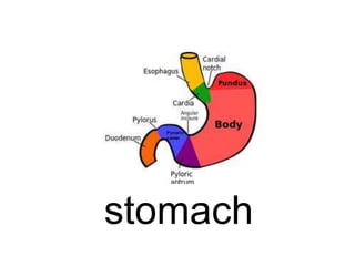 stomach

 