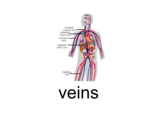veins

 