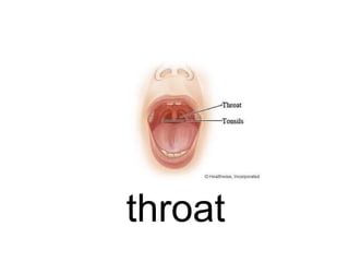 throat

 