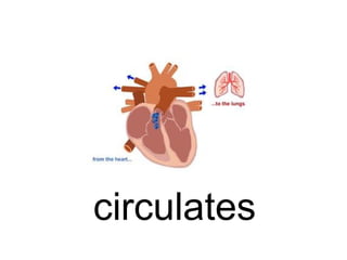 circulates

 