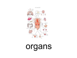 organs

 