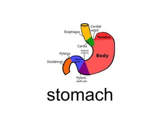 stomach

 