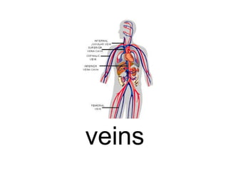 veins

 