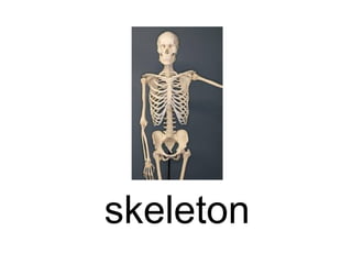 skeleton

 