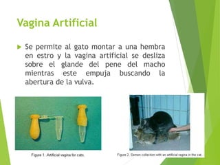 Vagina Artificial
 Se permite al gato montar a una hembra
en estro y la vagina artificial se desliza
sobre el glande del ...