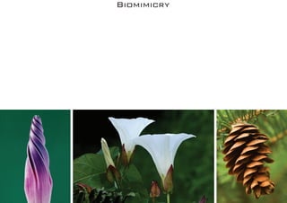 Biomimicry