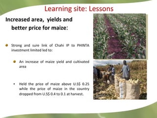 <ul><li>Learning site: Lessons  </li></ul><ul><li>Increased area,  yields and better price for maize : </li></ul><ul><li>S...