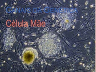 CANAIS DA GENÉTICA
Célula Mãe
 
