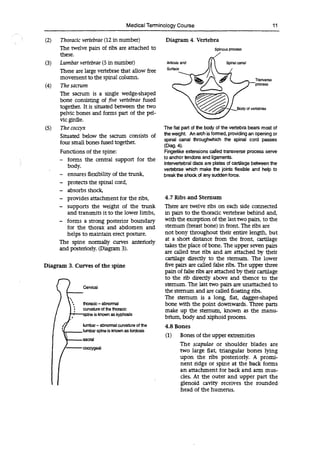 Medical Terminology Course
(2) Thoracic vertebrae (12 in number)
The twelve pairs of ribs are attached to
these.
(3) Lumbar vertebrae (5 in number)
These are large vertebrae that allow free
movement to the spinal column.
(4) The sacrum
The sacrum is a single wedge-shaped
bone consisting of five vertebrae fused
together. It is situated between the two
pelvic bones and forms part of the pel-
vic girdle.
(5) The coccyx
Situated below the sacrum consists of
four small bones fused together.
Functions of the spine:
- forms the central support for the
body.
- ensures flexibility of the trunk,
- protects the spinal cord,
- absorbs shock,
- provides attachment for the ribs,
- supports the weight of the trunk
and transmits it to the lower limbs,
- forms a strong posterior boundary
for the thorax and abdomen and
helps to maintain erect posture.
The spine normally curves anteriorly
and posteriorly. (Diagram 3).
Diagram 3. Curves of the spine
Cervical
thoraoc -abnormal
curvature of the thoracic
"—spine is known as kyphosis
lumbar -abnormal curvature of the
lumbar spine is known as lordosls
Diagram 4. Vertebra
Spinous process
Articula and
Surface
Spinalcanal
Tranverse
process
of vertebrae
.
,~),Body
The flat part of the body of the vertebra bears most of
the weight. An arch is formed, providing an opening or
spinal canal throughwhich the spinal cord passes
(Diag. 4).
Fingerlike extensions called transverse process serve
to anchor tendons and ligaments.
Intervertebral discs are plates of cartilage between the
vertebrae which make the joints flexible and help to
break the shock of any sudden force.
4.7 Ribs and Sternum
There are twelve ribs on each side connected
in pairs to the thoracic vertebrae behind and,
with the exception of the last two pairs, to the
sternum (breast bone) in front. The ribs are
not bony throughout their entire length, but
at a short distance from the front, cartilage
takes the place of bone. The upper seven pairs
are called true ribs and are attached by their
cartilage directly to the sternum. The lower
five pairs are called false ribs. The upper three
pairs of false ribs are attached by their cartilage
to the rib directly above and thence to the
sternum. The last two pairs are unattached to
the sternum and are called floating ribs.
The sternum is a long flat, dagger-shaped
bone with the point downwards. Three parts
make up the sternum, known as the manu-
brium, body and xiphoid process.
4.8 Bones
(1) Bones of the upper extremities
11
The scapulae or shoulder blades are
two large flat, triangular bones lying
upon the ribs posteriorly. A promi-
nent ridge or spine at the back forms
an attachment for back and arm mus-
cles. At the outer and upper part the
glenoid cavity receives the rounded
head of the humerus.
 