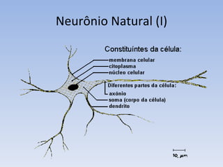 Neurônio Natural (I) 