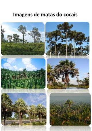 Imagens de matas do cocais
 
