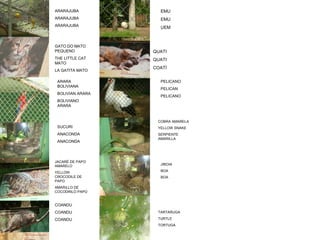 ARARAJUBA
ARARAJUBA
ARARAJUBA
GATO DO MATO
PEQUENO
THE LITTLE CAT
MATO
LA GATITA MATO
ARARA
BOLIVIANA
BOLIVIAN ARARA
BOLIVIANO
ARARA
SUCURI
ANACONDA
ANACONDA
JACARÉ DE PAPO
AMARELO
YELLOW
CROCODILE DE
PAPO
AMARILLO DE
COCODRILO PAPO
COANDU
COANDU
COANDU
EMU
EMU
UEM
QUATI
QUATI
COATÍ
PELICANO
PELICAN
PELICANO
COBRA AMARELA
YELLOW SNAKE
SERPIENTE
AMARILLA
JIBOIA
BOA
BOA
TARTARUGA
TURTLE
TORTUGA
 