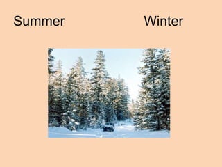 Summer   Winter
 