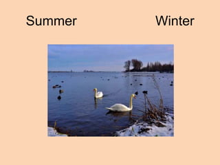 Summer   Winter
 