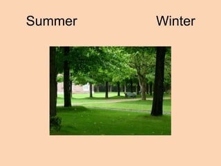 Summer   Winter
 