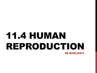 11.4 HUMAN
REPRODUCTION
IB BIOLOGY

 