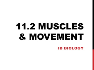 11.2 MUSCLES
& MOVEMENT
IB BIOLOGY

 