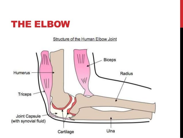 Cas Biology 11 2 Muscles And Movement
