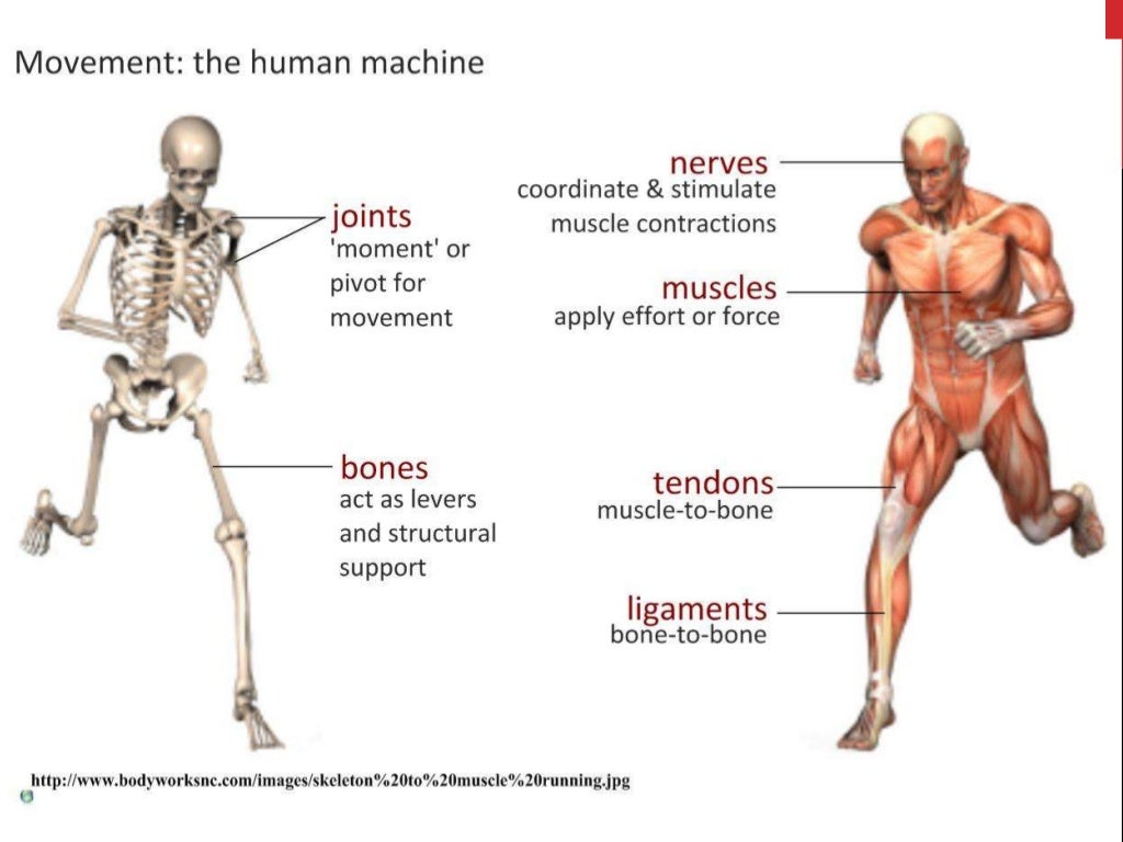 CAS Biology 11.2 Muscles and Movement