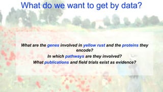 What do we want to get by data?
What are the genes involved in yellow rust and the proteins they
encode?
In which pathways are they involved?
What publications and field trials exist as evidence?
 