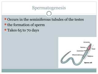 Spermatogenesis
Occurs in the seminiferous tubules of the testes
the formation of sperm
Takes 65 to 70 days
 