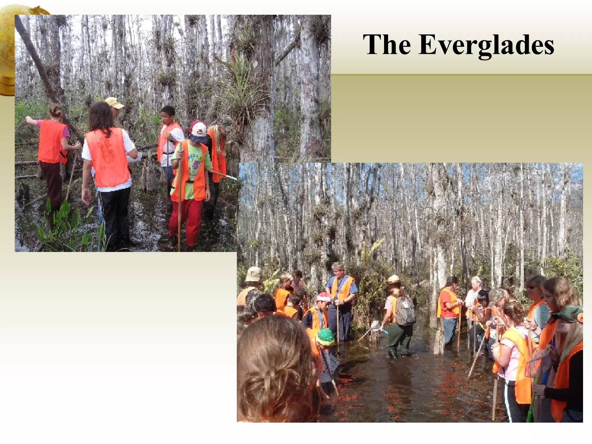 The Everglades 