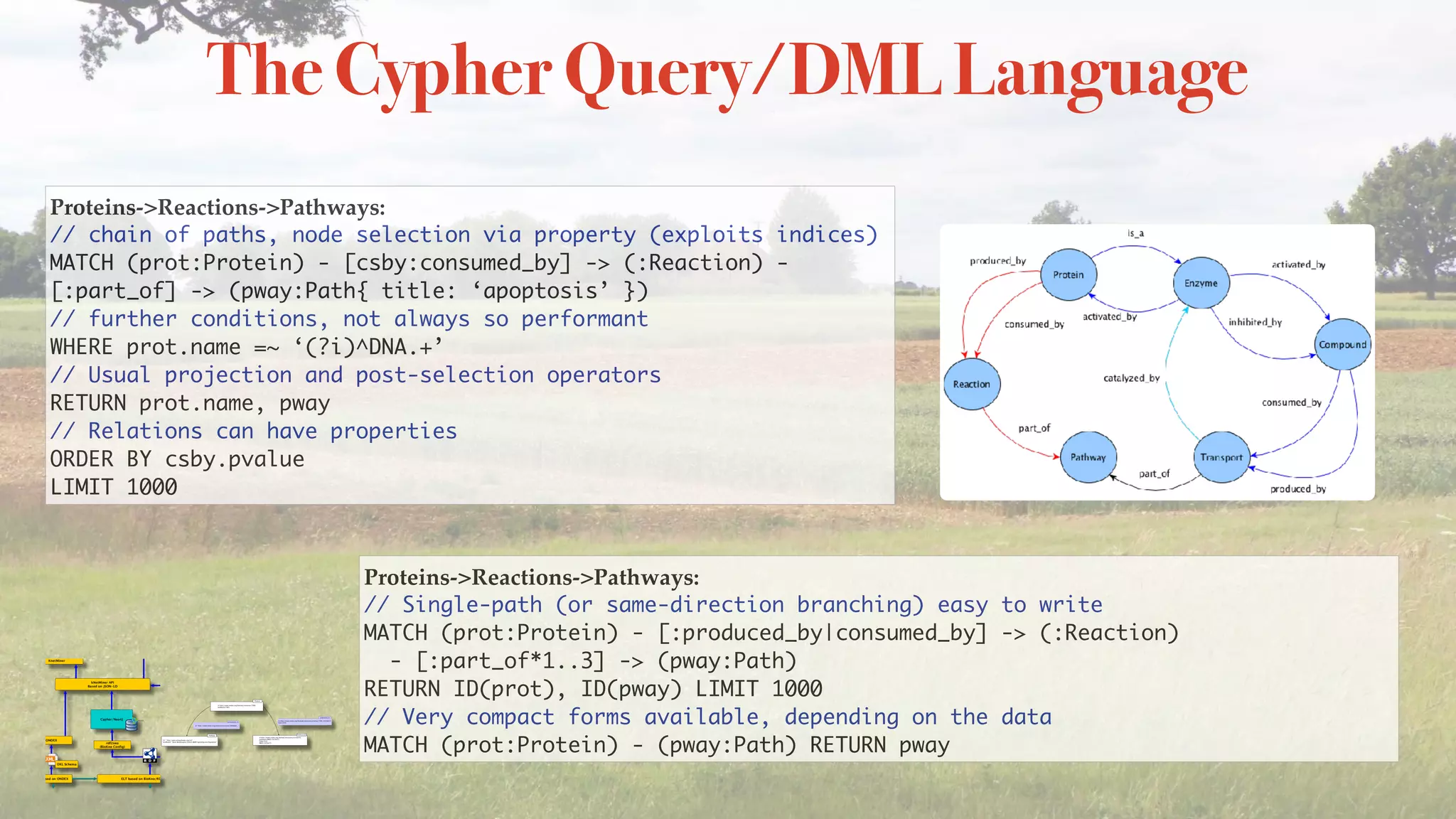 The Cypher Query/DML Language
Proteins->Reactions->Pathways: 
// chain of paths, node selection via property (exploits indices) 
MATCH (prot:Protein) - [csby:consumed_by] -> (:Reaction) -
[:part_of] -> (pway:Path{ title: ‘apoptosis’ }) 
// further conditions, not always so performant 
WHERE prot.name =~ ‘(?i)^DNA.+’ 
// Usual projection and post-selection operators 
RETURN prot.name, pway 
// Relations can have properties 
ORDER BY csby.pvalue 
LIMIT 1000
Proteins->Reactions->Pathways:
// Single-path (or same-direction branching) easy to write 
MATCH (prot:Protein) - [:produced_by|consumed_by] -> (:Reaction)  
- [:part_of*1..3] -> (pway:Path) 
RETURN ID(prot), ID(pway) LIMIT 1000 
// Very compact forms available, depending on the data 
MATCH (prot:Protein) - (pway:Path) RETURN pway
 