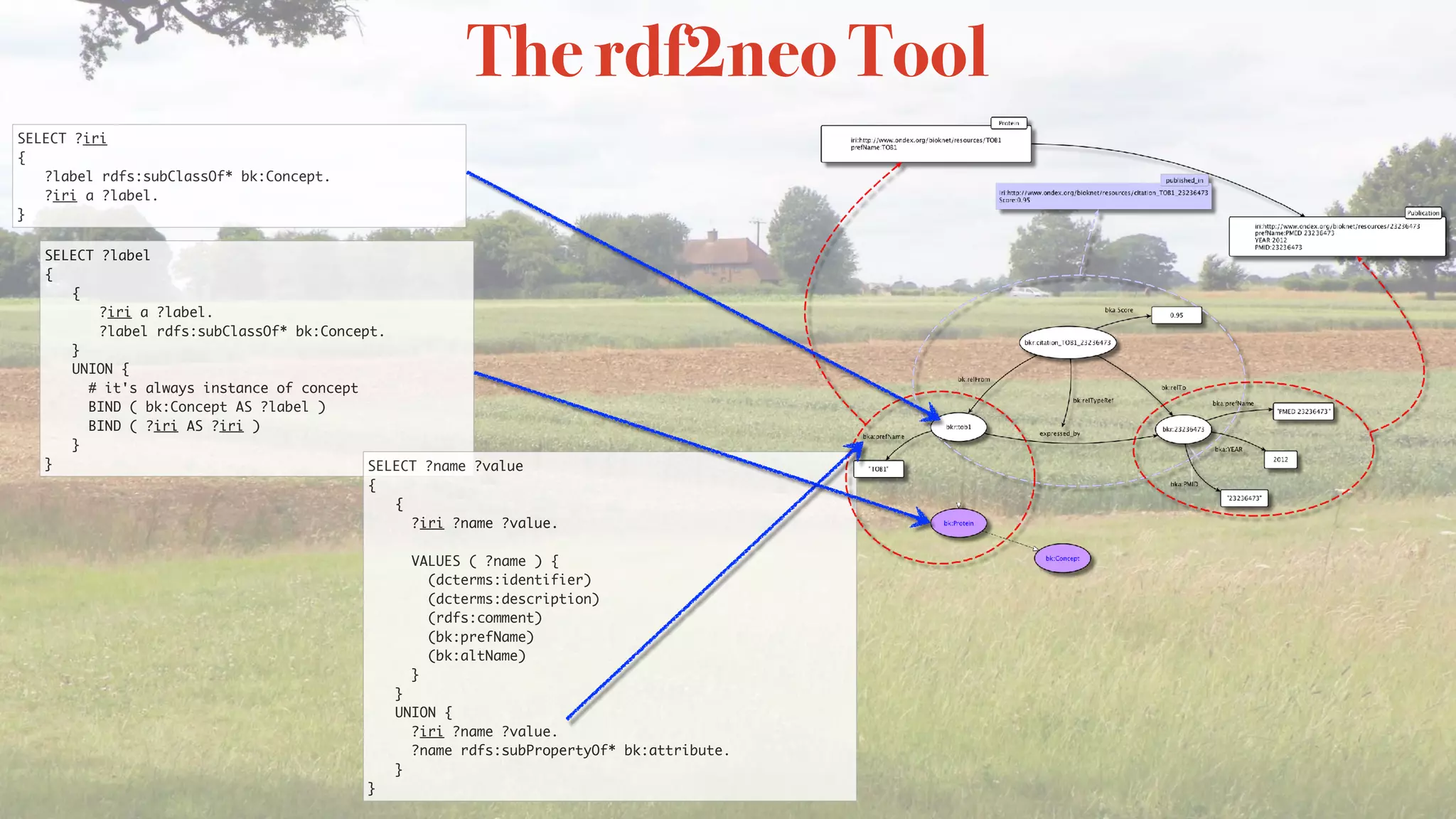 The rdf2neo Tool
SELECT ?iri
{
?label rdfs:subClassOf* bk:Concept.
?iri a ?label.
}
SELECT ?label
{
{
?iri a ?label.
?label rdfs:subClassOf* bk:Concept.
}
UNION {
# it's always instance of concept
BIND ( bk:Concept AS ?label )
BIND ( ?iri AS ?iri )
}
} SELECT ?name ?value
{
{
?iri ?name ?value.
VALUES ( ?name ) {
(dcterms:identifier)
(dcterms:description)
(rdfs:comment)
(bk:prefName)
(bk:altName)
}
}
UNION {
?iri ?name ?value.
?name rdfs:subPropertyOf* bk:attribute.
}
}
 