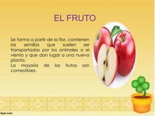 EL FRUTO
Se forma a partir de la flor, contienen
las semillas que suelen ser
transportadas por los animales o el
viento y que dan lugar a una nueva
planta.
La mayoría de los frutos son
comestibles.
 