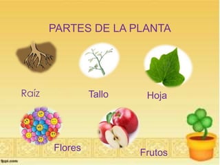 PARTES DE LA PLANTA
Raíz Tallo Hoja
Flores Frutos
 
