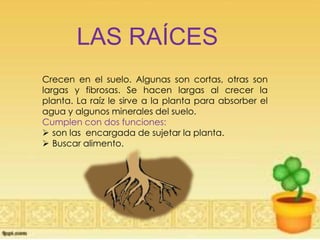 LAS RAÍCES
Crecen en el suelo. Algunas son cortas, otras son
largas y fibrosas. Se hacen largas al crecer la
planta. La raíz le sirve a la planta para absorber el
agua y algunos minerales del suelo.
Cumplen con dos funciones:
 son las encargada de sujetar la planta.
 Buscar alimento.
 