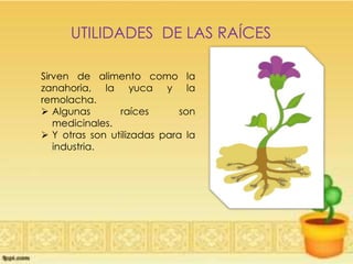 UTILIDADES DE LAS RAÍCES
Sirven de alimento como la
zanahoria, la yuca y la
remolacha.
 Algunas raíces son
medicinales.
 Y otras son utilizadas para la
industria.
 