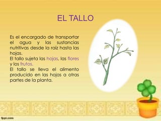 EL TALLO
Es el encargado de transportar
el agua y las sustancias
nutritivas desde la raíz hasta las
hojas.
El tallo sujeta las hojas, las flores
y los frutos.
El tallo se lleva el alimento
producido en las hojas a otras
partes de la planta.
 