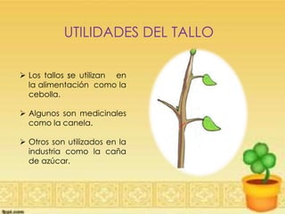 UTILIDADES DEL TALLO
 Los tallos se utilizan en
la alimentación como la
cebolla.
 Algunos son medicinales
como la canela.
 Otros son utilizados en la
industria como la caña
de azúcar.
 