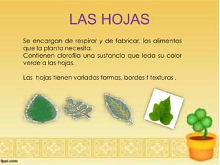LAS HOJAS
Se encargan de respirar y de fabricar, los alimentos
que la planta necesita.
Contienen clorofila una sustancia que leda su color
verde a las hojas.
Las hojas tienen variadas formas, bordes t texturas .
 