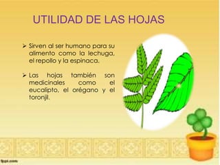 UTILIDAD DE LAS HOJAS
 Sirven al ser humano para su
alimento como la lechuga,
el repollo y la espinaca.
 Las hojas también son
medicinales como el
eucalipto, el orégano y el
toronjil.
 