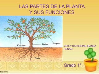 LAS PARTES DE LA PLANTA 
Y SUS FUNCIONES 
YERLY KATHERINE IBAÑEZ 
HENAO 
Grado 1° 
 