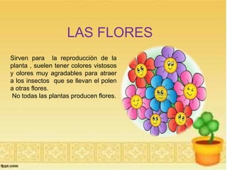LAS FLORES 
Sirven para la reproducción de la 
planta , suelen tener colores vistosos 
y olores muy agradables para atraer 
a los insectos que se llevan el polen 
a otras flores. 
No todas las plantas producen flores. 
 