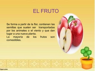 EL FRUTO 
Se forma a partir de la flor, contienen las 
semillas que suelen ser transportadas 
por los animales o el viento y que dan 
lugar a una nueva planta. 
La mayoría de los frutos son 
comestibles. 
 