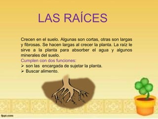 LAS RAÍCES 
Crecen en el suelo. Algunas son cortas, otras son largas 
y fibrosas. Se hacen largas al crecer la planta. La raíz le 
sirve a la planta para absorber el agua y algunos 
minerales del suelo. 
Cumplen con dos funciones: 
 son las encargada de sujetar la planta. 
 Buscar alimento. 
 