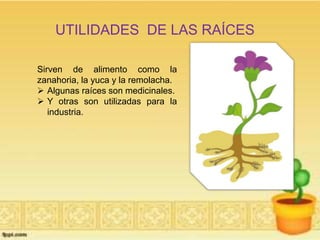UTILIDADES DE LAS RAÍCES 
Sirven de alimento como la 
zanahoria, la yuca y la remolacha. 
 Algunas raíces son medicinales. 
 Y otras son utilizadas para la 
industria. 
 