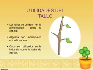 UTILIDADES DEL 
TALLO 
 Los tallos se utilizan en la 
alimentación como la 
cebolla. 
 Algunos son medicinales 
como la canela. 
 Otros son utilizados en la 
industria como la caña de 
azúcar. 
 