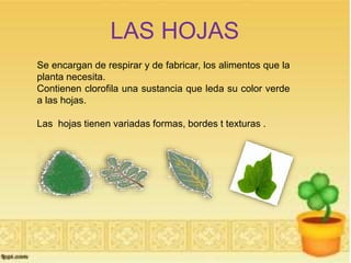 LAS HOJAS 
Se encargan de respirar y de fabricar, los alimentos que la 
planta necesita. 
Contienen clorofila una sustancia que leda su color verde 
a las hojas. 
Las hojas tienen variadas formas, bordes t texturas . 
 