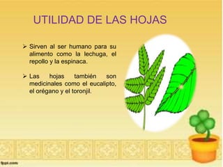 UTILIDAD DE LAS HOJAS 
 Sirven al ser humano para su 
alimento como la lechuga, el 
repollo y la espinaca. 
 Las hojas también son 
medicinales como el eucalipto, 
el orégano y el toronjil. 
 