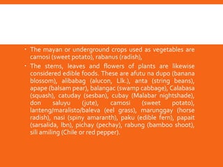 C. Gula-Gulay (Vegetables)
 the Ibanags are experimental, creative and ingenious
when it comes to plants. All plant parts are considered as
vegetable food
 The mayan or underground crops used as vegetables are
camosi (sweet potato), rabanus (radish),
 The stems, leaves and flowers of plants are likewise
considered edible foods. These are afutu na dupo (banana
blossom), alibabag (alucon, Llk.), anta (string beans),
apape (balsam pear), balangac (swamp cabbage), Calabasa
(squash), catuday (sesban), cubay (Malabar nightshade),
don saluyu (jute), camosi (sweet potato),
lanteng/maralisto/baleva (eel grass), marunggay (horse
radish), nasi (spiny amaranth), paku (edible fern), papait
(sarsalida, lbn), pichay (pechay), rabung (bamboo shoot),
sili amiling (Chile or red pepper).
 