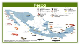 Pesca
 
